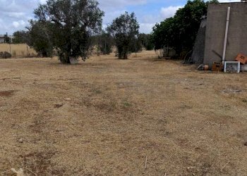 WhatsApp Image 2024-05-31 at 12.05.08(4).jpeg - Agricultural land Corigliano d'Otranto - photo 7