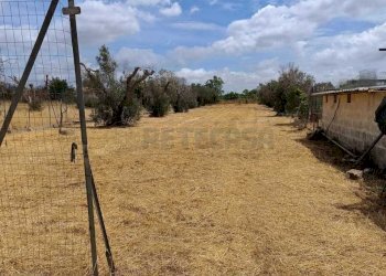 WhatsApp Image 2024-05-31 at 12.05.08.jpeg - Agricultural land Corigliano d'Otranto - photo 8