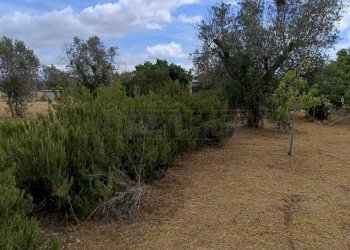 WhatsApp Image 2024-05-31 at 12.05.09.jpeg - Agricultural land Corigliano d'Otranto - photo 10