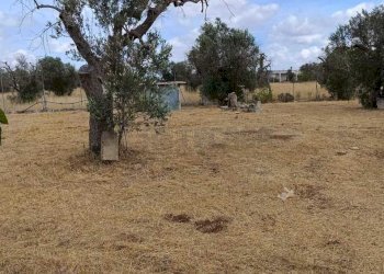 WhatsApp Image 2024-05-31 at 12.05.10.jpeg - Agricultural land Corigliano d'Otranto - photo 12