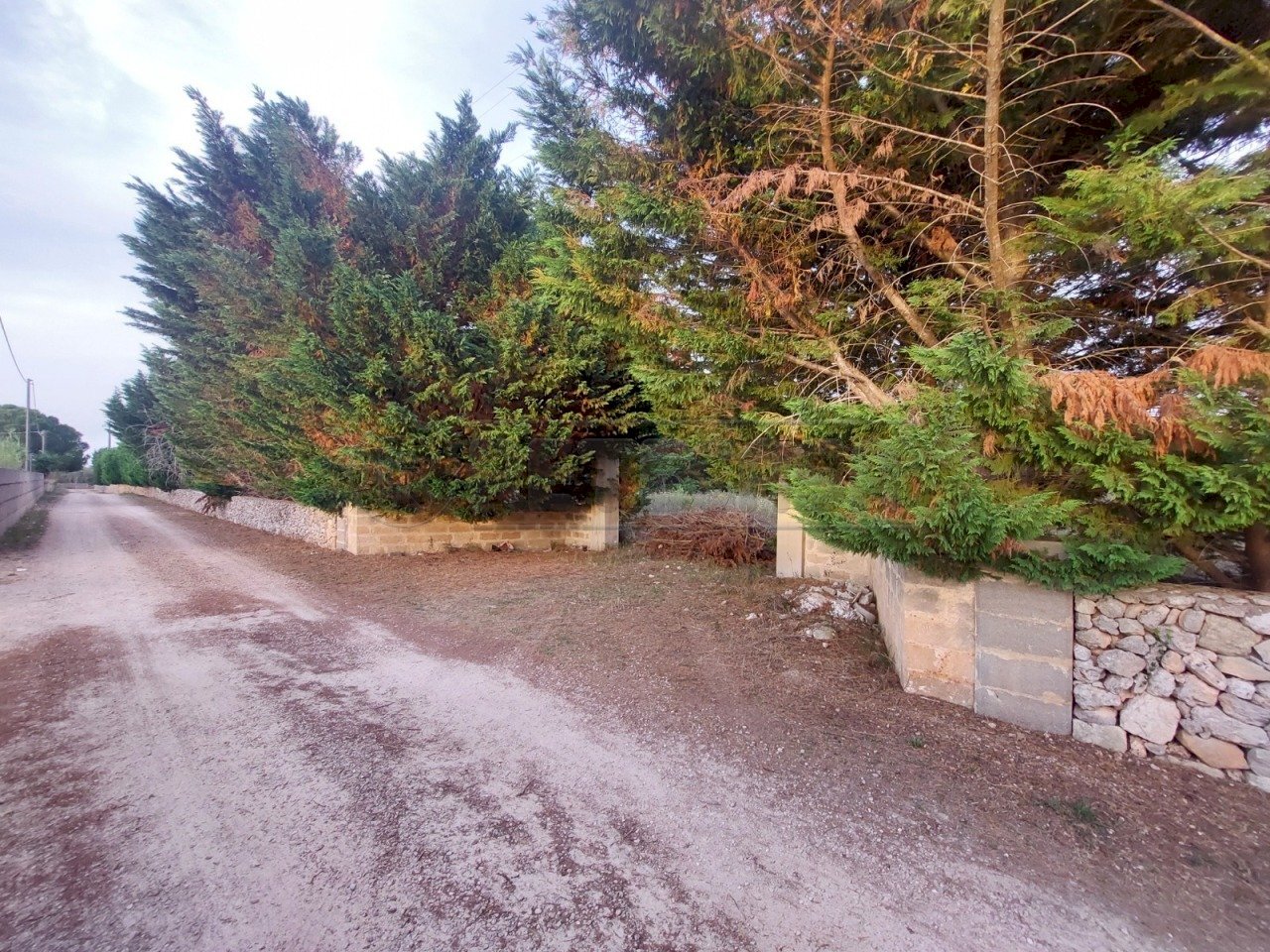 WhatsApp Image 2025-02-19 at 10.24.12(3).jpeg - Agricultural land Contrada Maccallè, Muro Leccese - photo 1