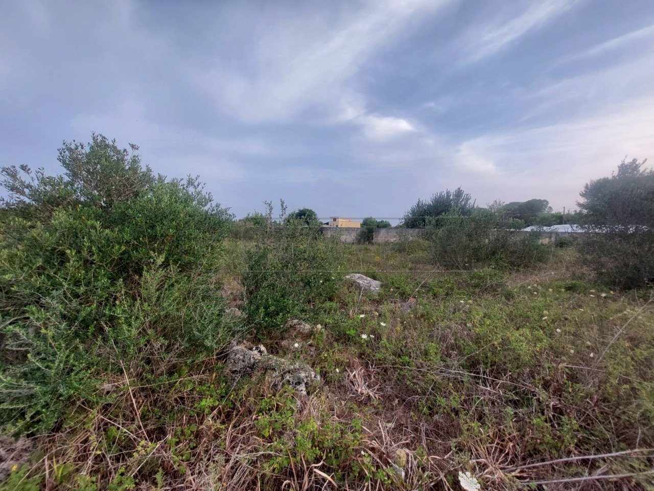 WhatsApp Image 2025-02-19 at 10.24.12(2).jpeg - Agricultural land Contrada Maccallè, Muro Leccese - photo 3