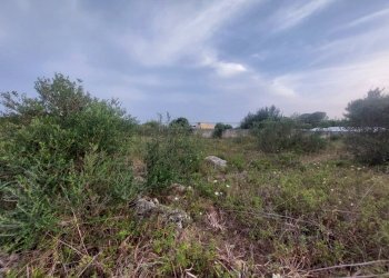 WhatsApp Image 2025-02-19 at 10.24.12(2).jpeg - Agricultural land Contrada Maccallè, Muro Leccese - photo 3