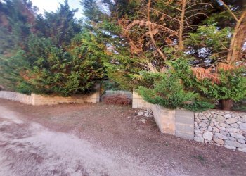 WhatsApp Image 2025-02-19 at 10.24.13.jpeg - Agricultural land Contrada Maccallè, Muro Leccese - photo 5