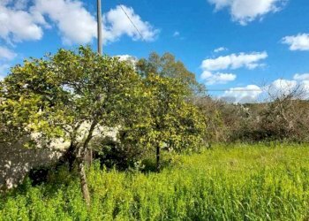 WhatsApp Image 2025-03-17 at 19.02.23(4).jpeg - Villa Contrada Luci, Maglie - foto 6