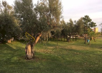 Immagine WhatsApp 2025-09-16 ore 17.11.15_0a4276c7 - Casa indipendente Località Quercette - Pescia 1, Montalto di Castro - foto 7