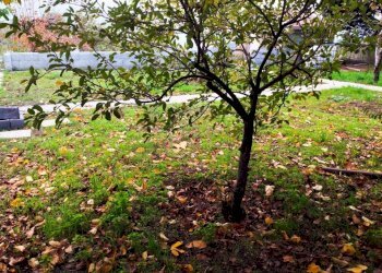 WhatsApp Image 2024-11-21 at 18.06.08.jpeg - Casa indipendente Trecastagni - foto 14