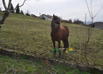 DSC_0161.JPG - Villa Grezzo, Bardi - foto 2