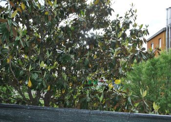 DSC_0028.JPG - Trilocale SANT'ANDREA BAGNI, Medesano - foto 28