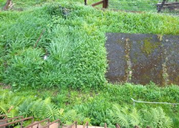 20250310_093710.jpg - Appartamento Ameglia - foto 6