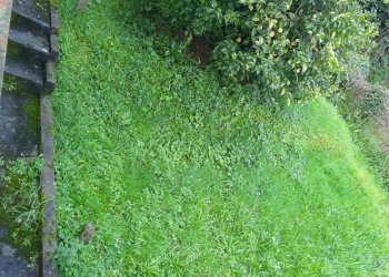 20250310_093729.jpg - Appartamento Ameglia - foto 7