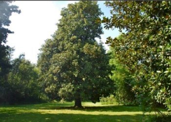 affittasi villa antica con piscina lucca.jpg - Villa Via di Piaggiori 316, Capannori - photo 9