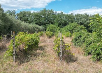 vendesi casa colonica da ritrutturare lucca collin - Casale Via del Cimitero ⅩⅩⅠⅠⅠ 529, Lucca - foto 9