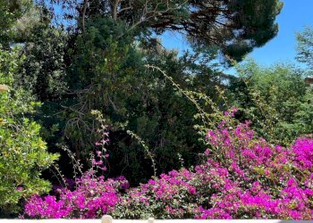 vendesi villa con vista porto con parcoe4775be9-21 - Casale Località Monte 4, Porto Azzurro - foto 19