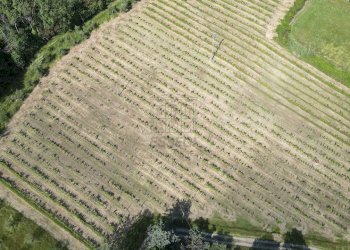 vendesi rustico con podere e vigna lucca colline D - Casale Via della Chiesa XXXI 536, Lucca - foto 5
