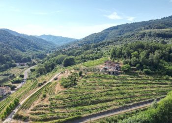 vendesi rustico con vigneto lucca colline DJI_0583 - Casale Via del Francia 95, Lucca - foto 2