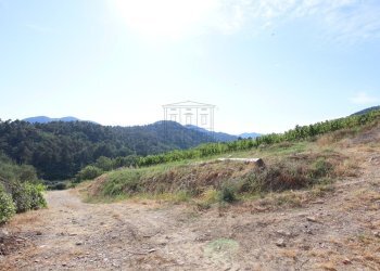 vendesi rustico con vigneto lucca colline IMG_6919 - Casale Via del Francia 95, Lucca - foto 9