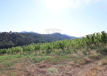 vendesi rustico con vigneto lucca colline IMG_6923 - Casale Via del Francia 95, Lucca - foto 12