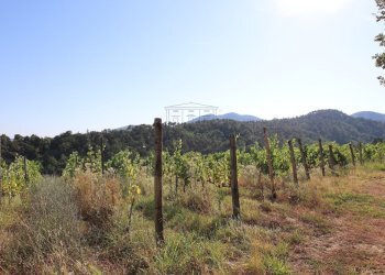 vendesi rustico con vigneto lucca colline IMG_6926 - Casale Via del Francia 95, Lucca - foto 14