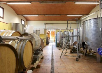 vendesi rustico con vigneto lucca colline IMG_6940 - Casale Via del Francia 95, Lucca - foto 26