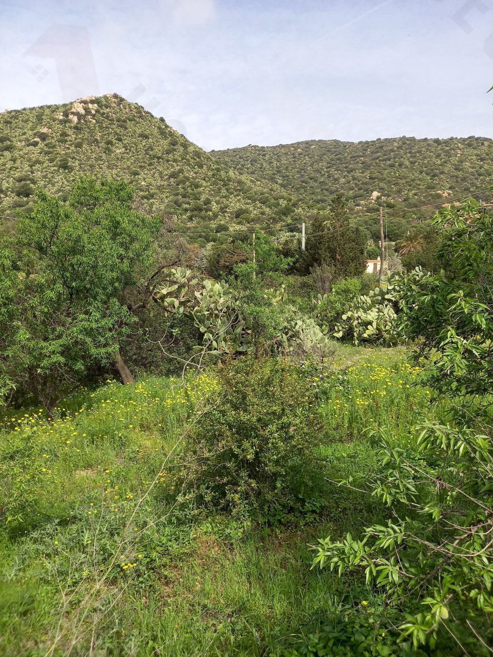 IMG-20250324-WA0011.jpg - Terreno edificabile Strada provinciale 17, Maracalagonis - foto 2