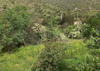 IMG-20250324-WA0011.jpg - Terreno edificabile Strada provinciale 17, Maracalagonis - foto 2