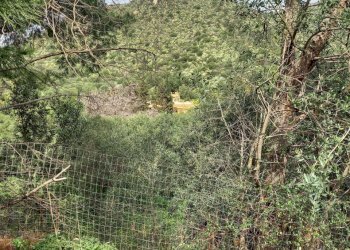 IMG-20250324-WA0002.jpg - Terreno edificabile Strada provinciale 17, Maracalagonis - foto 4