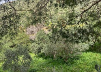 IMG-20250324-WA0013.jpg - Terreno edificabile Strada provinciale 17, Maracalagonis - foto 5