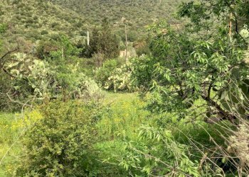 IMG-20250324-WA0007.jpg - Terreno edificabile Strada provinciale 17, Maracalagonis - foto 6