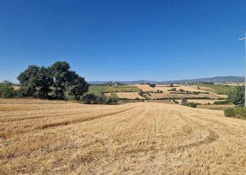 20250723_094030.jpg - Rustico Vocabolo Colle 15, Marsciano - foto 21