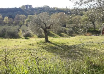 20250410_174047.jpg - Terreno edificabile Via le Macce snc, Passignano sul Trasimeno - foto 10