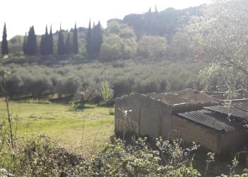 20250410_174011.jpg - Terreno edificabile Via le Macce snc, Passignano sul Trasimeno - foto 15