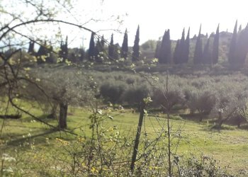 20250411_074814.jpg - Terreno edificabile Via le Macce snc, Passignano sul Trasimeno - foto 18