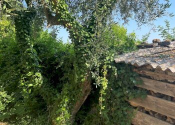 casa2.jpg - Casa indipendente Contrada Colle, Montecarotto - foto 21