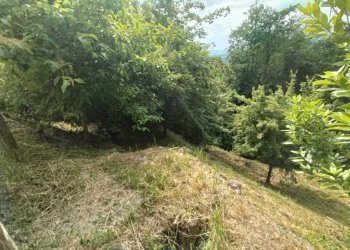 36falgano.jpg - Rustico Rufina - foto 25