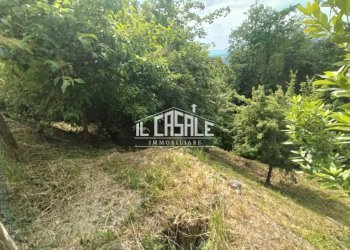 36falgano.jpg - Rustico Rufina - foto 25