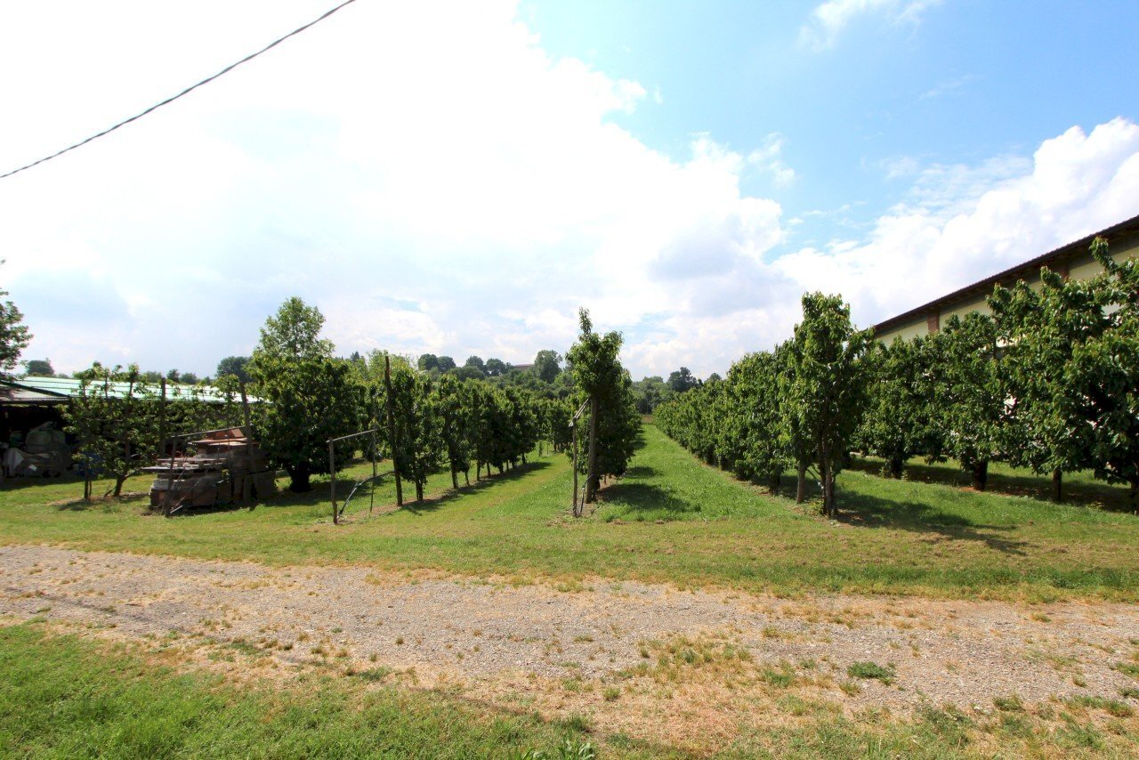IMG_6464.jpg - Terreno agricolo Via San Francesco, Valsamoggia - foto 2