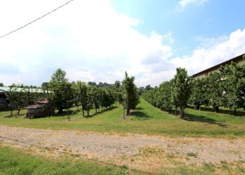 IMG_6464.jpg - Terreno agricolo Via San Francesco, Valsamoggia - foto 2