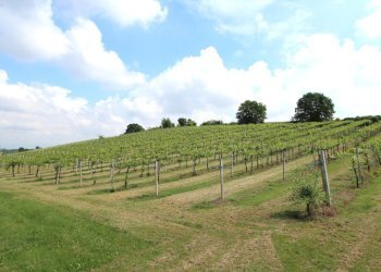 IMG_6468.jpg - Terreno agricolo Via San Francesco, Valsamoggia - foto 4