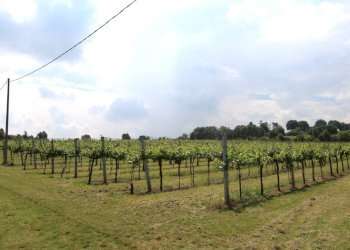 IMG_6466.jpg - Terreno agricolo Via San Francesco, Valsamoggia - foto 7