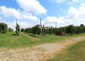 IMG_6463.jpg - Terreno agricolo Via San Francesco, Valsamoggia - foto 11