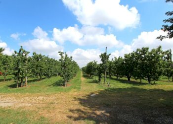 IMG_6465.jpg - Terreno agricolo Via San Francesco, Valsamoggia - foto 12