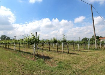 IMG_6467.jpg - Terreno agricolo Via San Francesco, Valsamoggia - foto 14