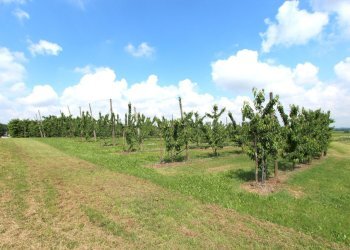 IMG_6469.jpg - Terreno agricolo Via San Francesco, Valsamoggia - foto 15