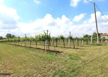 IMG_6470.jpg - Terreno agricolo Via San Francesco, Valsamoggia - foto 16