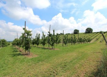 IMG_6471.jpg - Terreno agricolo Via San Francesco, Valsamoggia - foto 17