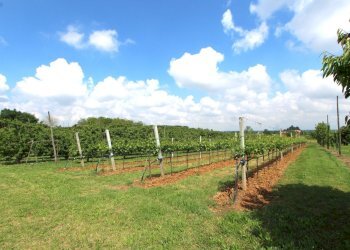 IMG_6472.jpg - Terreno agricolo Via San Francesco, Valsamoggia - foto 19