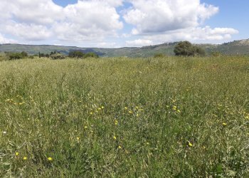 20250424_115033.jpg - Rustico Strada Statale 124 4, Palazzolo Acreide - foto 20