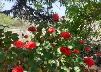 20250605_143825.jpg - Rustico Strada Provinciale 24 21, Noto - foto 16