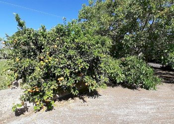 20250527_101425.jpg - Rustico Strada Provinciale 24 21, Noto - foto 23